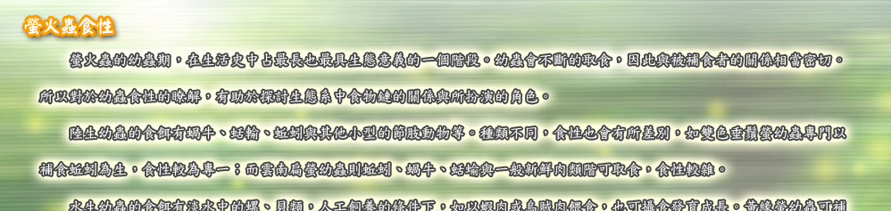 螢火蟲的幼蟲期，在生活史中占最長也最具生態意義的一個階段。幼蟲會不斷的取食，因此與被補食者的關係相當密切。
所以對於幼蟲食性的瞭解，有助於探討生態系中食物鏈的關係與所扮演的角色。
　　陸生幼蟲的食餌有蝸牛、蛞輸、蚯蚓與其他小型的節肢動物等。種類不同，食性也會有所差別，如雙色垂鬚螢幼蟲專門以
補食蚯蚓為生，食性較為專一；而雲南扁螢幼蟲則蚯蚓、蝸牛、蛞蝓與一般新鮮肉類階可取食，食性較雜。
　　水生幼蟲的食餌有淡水中的螺、貝類，人工飼養的條件下，如以蝦肉或烏賊肉餵食，也可攝食發育成長。黃緣螢幼蟲可補
食螺貝類約有15種，但是卻無法補食元寶螺與福壽螺，由於這2種外來物種，其螺蓋大，且體壁分泌許多黏液，使幼蟲攻擊無效。