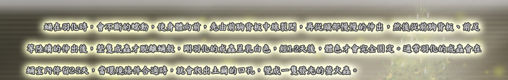 蛹在羽化時，會不斷的蠕動，使身體向前，先由前胸背板中線裂開，再從頭部慢慢的伸出，然後從前胸背板、前足
等陸續的伸出後，整隻成蟲才脫離蛹殼，剛羽化的成蟲呈乳白色，經1-2天後，體色才會完全固定。通常羽化的成蟲會在
蛹室內停留2-5天，當環境條件合適時，就會爬出土繭的口孔，變成一隻發光的螢火蟲。