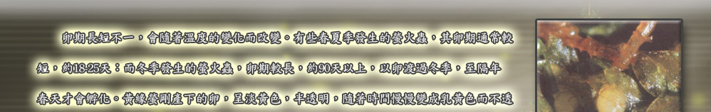 卵期長短不一，會隨著溫度的變化而改變。有些春夏季發生的螢火蟲，其卵期通常較
短，約18-25天：而冬季發生的螢火蟲，卵期較長，約90天以上，以卵渡過冬季，至隔年
春天才會孵化。黃緣螢剛產下的卵，呈淡黃色，半透明，隨著時間慢慢變成乳黃色而不透
明，卵殼變硬後，孵化前再轉變成灰黑色，由於卵殼
略呈透明，可以隱約看到卵內幼蟲背板的形狀與顏色
，此時卵內幼蟲體節已經形成，如球狀般蜷在卵內，
腹部未端有一對很小的發光器，會發出微弱的黃色光
，這也是即將孵化前的訊息。