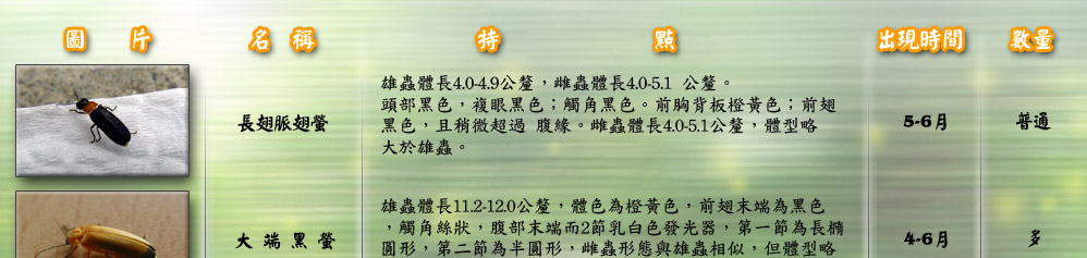 長翅脈翅螢雄蟲體長4.0-4.9公釐，雌蟲體長4.0-5.1 公釐。
頭部黑色，複眼黑色；觸角黑色。前胸背板橙黃色；前翅
黑色，且稍微超過 腹緣。雌蟲體長4.0-5.1公釐，體型略
大於雄蟲。 