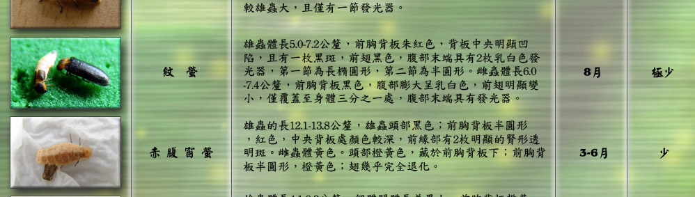 大端黑螢雄蟲體長11.2-12.0公釐，體色為橙黃色，前翅末端為黑色
，觸角絲狀，腹部末端而2節乳白色發光器，第一節為長橢
圓形，第二節為半圓形，雌蟲形態與雄蟲相似，但體型略
較雄蟲大，且僅有一節發光器。