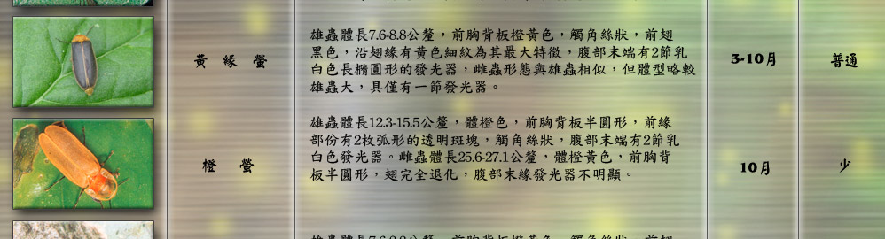 赤腹窗螢雄蟲的長12.1-13.8公釐，雄蟲頭部黑色；前胸背板半圓形
，紅色，中央背板處顏色較深，前緣部有2枚明顯的腎形透
明斑。雌蟲體黃色。頭部橙黃色，藏於前胸背板下；前胸背
板半圓形，橙黃色；翅幾乎完全退化。
