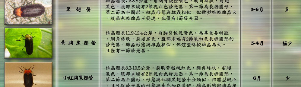 梭德氏脈翅螢雄蟲體長4.1-9.3公釐，個體間體長差異大，前胸背板皙黃
色，背板中央有明顯黑色紋，觸角絲狀，前翅黑色，翅側緣
處有褶狀彎曲，複部末端有2節乳白色發光器，第一節為長
橢圓形，第二節為較小之橢圓形。雌蟲形態與雄蟲相似，
但體型較雄蟲為大，且僅有一枚發光器。
