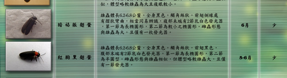 台灣山窗螢雄蟲體長18.4-21.8公釐，較台灣窗螢雄蟲為大，前胸背板
半圓形，橙黃色，前緣有2枚腎形透明斑，前翅黑色，外緣
有橙黃色細紋，但較台灣窗螢細小，複部末端有2枚乳白色
長橢圓形發光器。雌蟲的長26.5-28.3公釐，體橙黃色，翅
退化縮小，前翅黑色，外緣有橙黃色細紋，複部末緣有4點
發光器。
