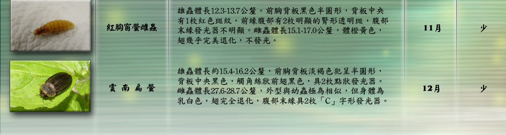 雙色垂鬚螢雄蟲體長8.2-10.1釐。體橙黃色，體表有許多濃密之黃色細
毛；頭部黑色，觸角發達，呈櫛齒狀。腹板不具有發光器，
雄蟲略具有趨光性。雌蟲呈蠕蟲狀，全身白色，前翅完全退
化，全身可發光，但其腹部也具有2枚發光器，但不明顯。1020817
