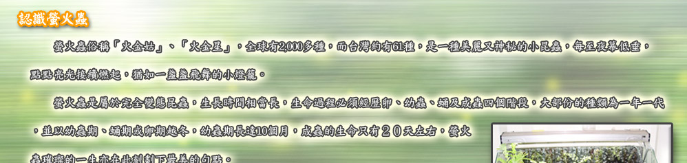 認識螢火蟲　　螢火蟲俗稱「火金姑」、「火金星」，全球有2,000多種，而台灣約有61種，是一種美麗又神秘的小昆蟲，每至夜幕低垂，
點點亮光接續燃起，猶如一盞盞飛舞的小燈籠。
　　螢火蟲是屬於完全變態昆蟲，生長時間相當長，生命過程必須經歷卵、幼蟲、蛹及成蟲四個階段，大部份的種類為一年一代
，並以幼蟲期、蛹期或卵期越冬，幼蟲期長達10個月，成蟲的生命只有２０天左右，螢火
蟲璀璨的一生亦在此刻劃下最美的句點。
　　在台灣終年幾可見螢火蟲發光美景，但隨著時序的交替，種類亦會有所改變而呈現出
不一樣的景觀，此時觀察螢火蟲可依其發光的色彩、強度、閃爍頻率及出現時間等特性，
辨識出螢火蟲的種類，讓我們隨著螢火蟲的腳步仔細觀察四季流螢的不同吧！

