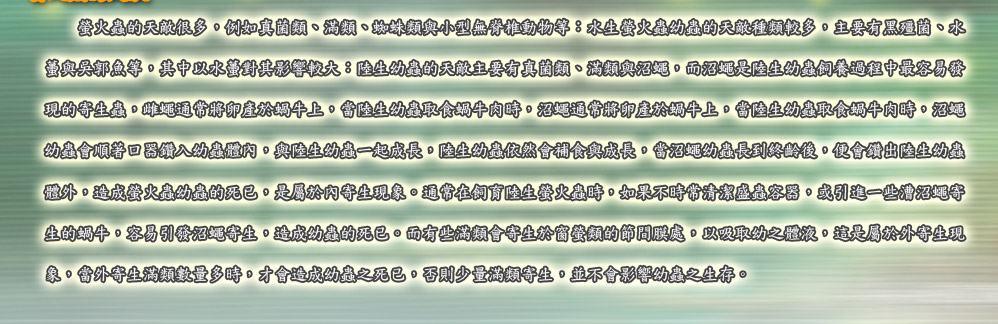 螢火蟲的天敵螢火蟲的天敵很多，例如真菌類、滿類、蜘蛛類與小型無脊椎動物等：水生螢火蟲幼蟲的天敵種類較多，主要有黑殭菌、水
蠆與吳郭魚等，其中以水蠆對其影響較大：陸生幼蟲的天敵主要有真菌類、滿類與沼蠅，而沼蠅是陸生幼蟲飼養過程中最容易發
現的寄生蟲，雌蠅通常將卵產於蝸牛上，當陸生幼蟲取食蝸牛肉時，沼蠅通常將卵產於蝸牛上，當陸生幼蟲取食蝸牛肉時，沼蠅
幼蟲會順著口器鑽入幼蟲體內，與陸生幼蟲一起成長，陸生幼蟲依然會補食與成長，當沼蠅幼蟲長到終齡後，便會鑽出陸生幼蟲
體外，造成螢火蟲幼蟲的死已，是屬於內寄生現象。通常在飼育陸生螢火蟲時，如果不時常清潔盛蟲容器，或引進一些漕沼蠅寄
生的蝸牛，容易引發沼蠅寄生，造成幼蟲的死已。而有些滿類會寄生於窗螢類的節間膜處，以吸取幼之體液，這是屬於外寄生現
象，當外寄生滿類數量多時，才會造成幼蟲之死已，否則少量滿類寄生，並不會影響幼蟲之生存。1020817