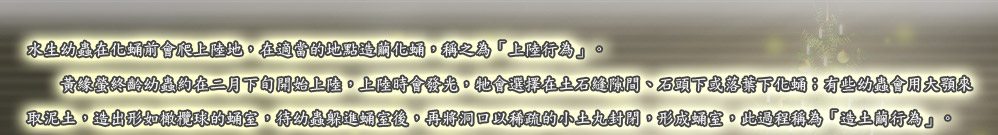 水生幼蟲在化蛹前會爬上陸地，在適當的地點造繭化蛹，稱之為「上陸行為」。