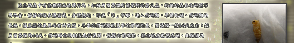 黃緣螢終齡幼蟲約在二月下旬開始上陸，上陸時會發光，牠會選擇在土石縫隙間、石頭下或落葉下化蛹；有些幼蟲會用大顎來
取泥土，造出形如橄欖球的蛹室，待幼蟲躲進蛹室後，再將洞口以稀疏的小土丸封閉，形成蛹室，此過程稱為「造土繭行為」。